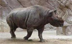 image of rhino