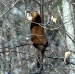 image of weasel