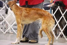 image of borzoi