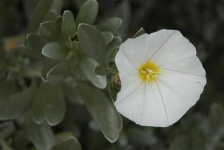 image of flower