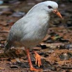 image of bird
