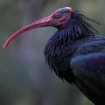 image of bird