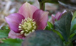 image of flower