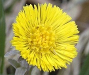 image of flower
