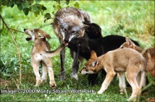 image of red_wolf