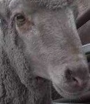 image of animal