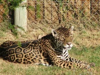 image of jaguar_car