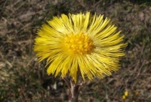 image of flower