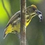 image of bird