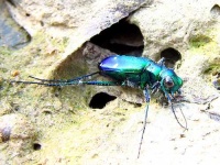image of tiger_beetle
