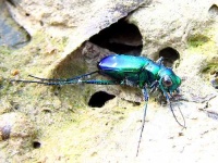 image of tiger_beetle #18