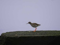 image of redshank