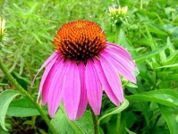 image of flower
