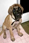 image of bull_mastiff