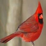 image of bird