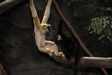image of gibbon