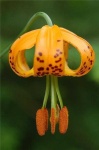 image of flower