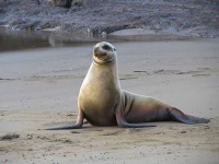 image of sea_lion