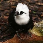 image of bird