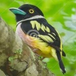 image of bird
