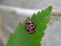 image of ladybug