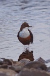 image of water_ouzel