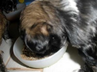 image of tibetan_terrier