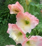 image of flower