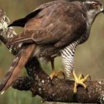 image of bird