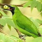 image of bird