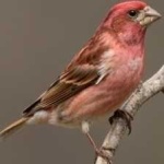 image of bird