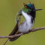 image of bird