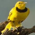 image of bird