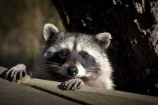 image of animal