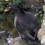 image of bird