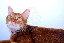 image of abyssinian #2