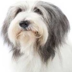 image of bearded_collie #31