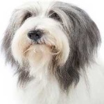image of animal