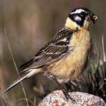 image of smiths_longspur #5