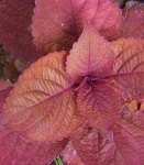 image of texture