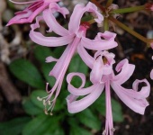 image of flower