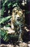 image of jaguar_car