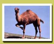 image of arabian_camel