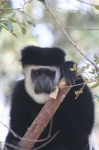 image of colobus #1