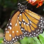 image of animal