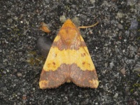image of animal