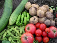 image of cucumber