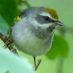 image of bird