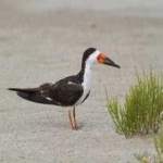 image of bird