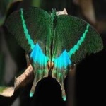 image of banded_butterfly #9